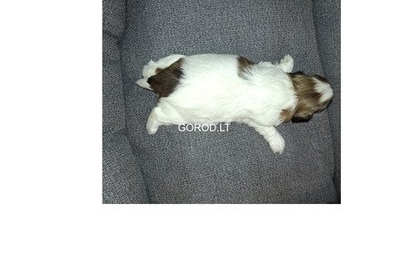 Идеальные чистокровные щенки Ши-Тцу.