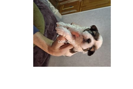 Идеальные чистокровные щенки Ши-Тцу.