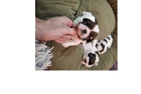 Идеальные чистокровные щенки Ши-Тцу.