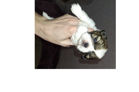 Идеальные чистокровные щенки Ши-Тцу.