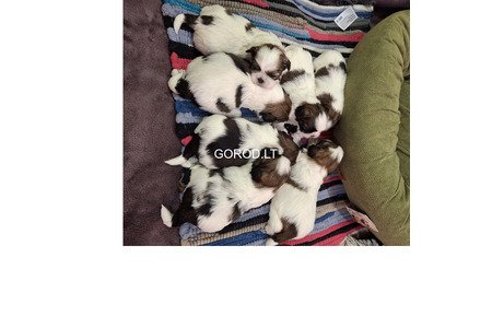 Идеальные чистокровные щенки Ши-Тцу.