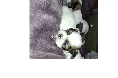 Идеальные чистокровные щенки Ши-Тцу.