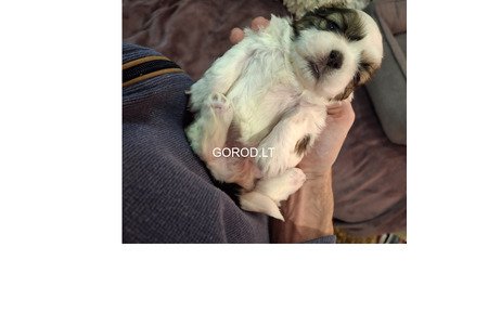 Идеальные чистокровные щенки Ши-Тцу.