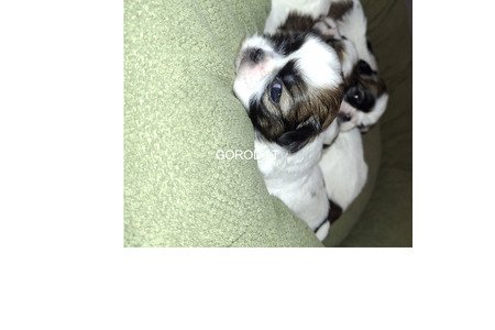 Идеальные чистокровные щенки Ши-Тцу.