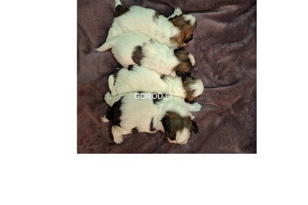 Идеальные чистокровные щенки Ши-Тцу.