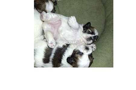 Идеальные чистокровные щенки Ши-Тцу.