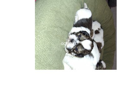 Идеальные чистокровные щенки Ши-Тцу.