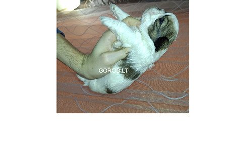 Идеальные чистокровные щенки Ши-Тцу.