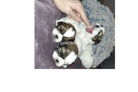 Идеальные чистокровные щенки Ши-Тцу.