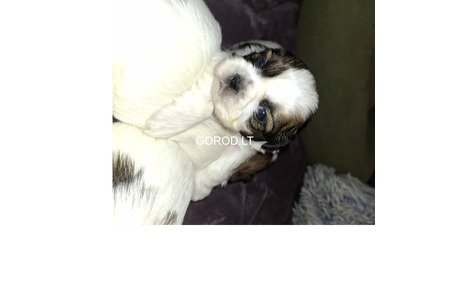 Идеальные чистокровные щенки Ши-Тцу.