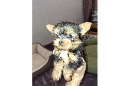 Замечательные щенки Йоркширского Терьера