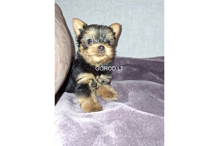 Замечательные щенки Йоркширского Терьера
