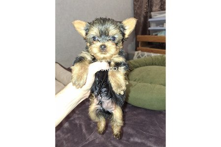 Замечательные щенки Йоркширского Терьера