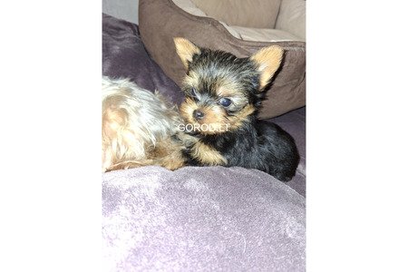 Замечательные щенки Йоркширского Терьера