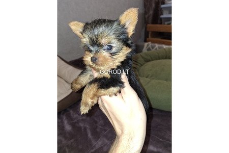 Замечательные щенки Йоркширского Терьера