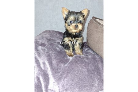 Замечательные щенки Йоркширского Терьера