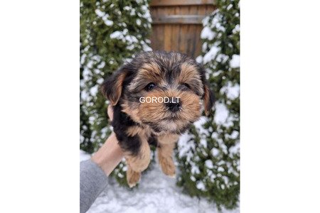 Замечательные щенки Йоркширского Терьера