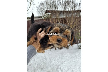 Замечательные щенки Йоркширского Терьера