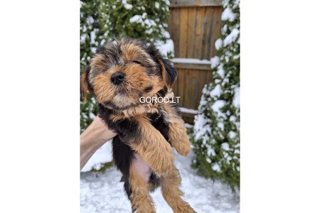 Замечательные щенки Йоркширского Терьера