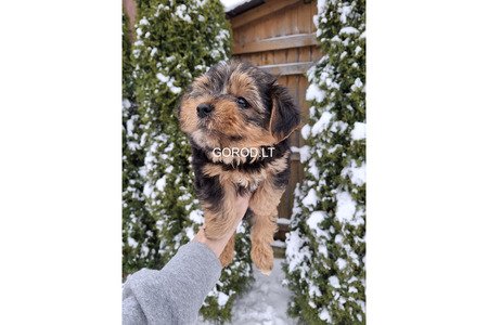 Замечательные щенки Йоркширского Терьера