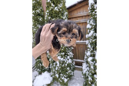 Замечательные щенки Йоркширского Терьера