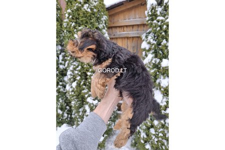 Замечательные щенки Йоркширского Терьера