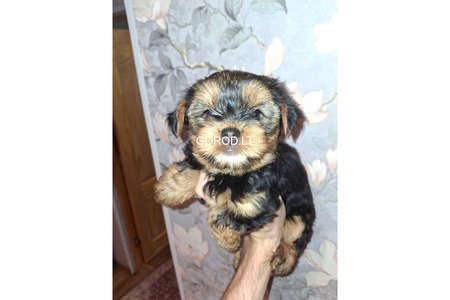 Замечательные щенки Йоркширского Терьера