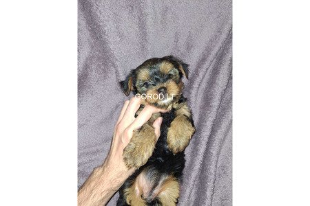 Замечательные щенки Йоркширского Терьера