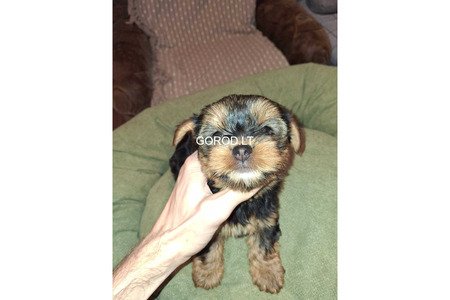 Замечательные щенки Йоркширского Терьера