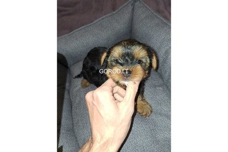 Замечательные щенки Йоркширского Терьера