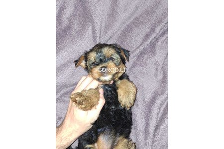 Замечательные щенки Йоркширского Терьера