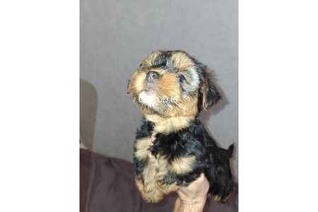 Замечательные щенки Йоркширского Терьера