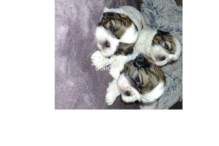Идеальные чистокровные щенки Ши-Тцу.