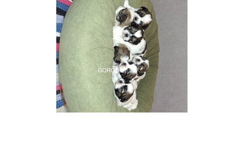 Идеальные чистокровные щенки Ши-Тцу.