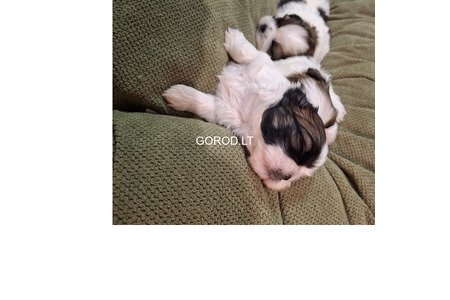 Идеальные чистокровные щенки Ши-Тцу.