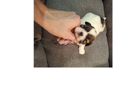 Идеальные чистокровные щенки Ши-Тцу.