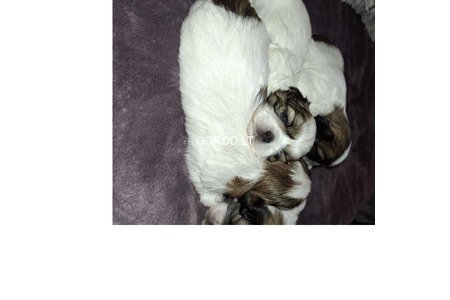 Идеальные чистокровные щенки Ши-Тцу.