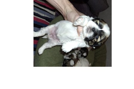 Идеальные чистокровные щенки Ши-Тцу.