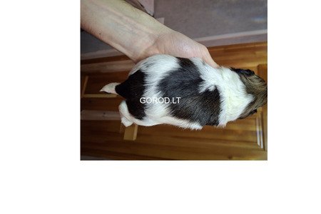 Идеальные чистокровные щенки Ши-Тцу.