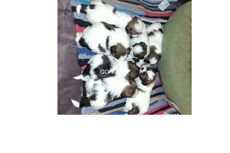 Идеальные чистокровные щенки Ши-Тцу.