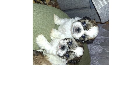Идеальные чистокровные щенки Ши-Тцу.