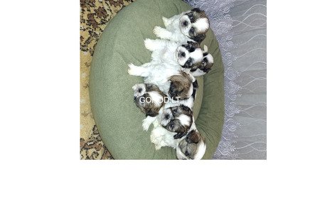 Идеальные чистокровные щенки Ши-Тцу.