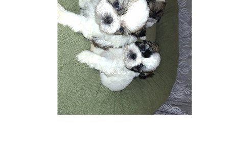 Идеальные чистокровные щенки Ши-Тцу.