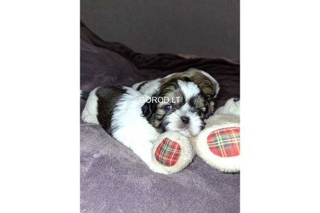 Идеальные чистокровные щенки Ши-Тцу.