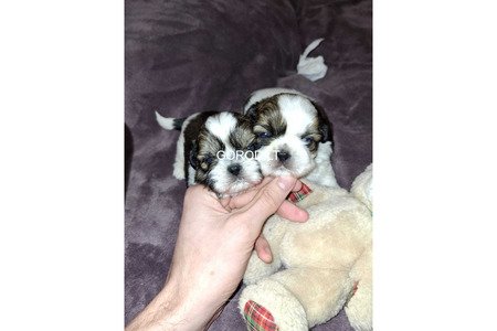 Идеальные чистокровные щенки Ши-Тцу.