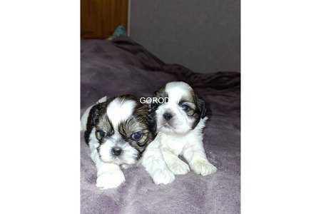 Идеальные чистокровные щенки Ши-Тцу.