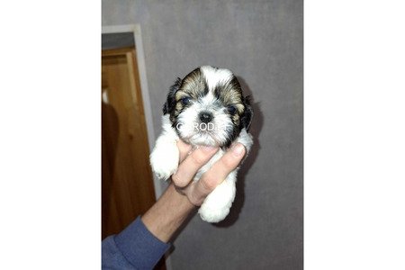 Идеальные чистокровные щенки Ши-Тцу.