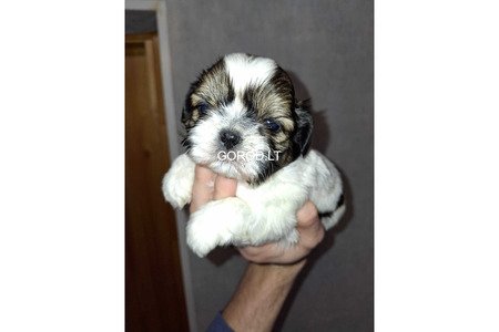 Идеальные чистокровные щенки Ши-Тцу.