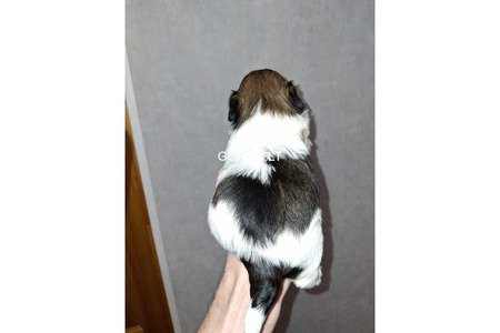 Идеальные чистокровные щенки Ши-Тцу.