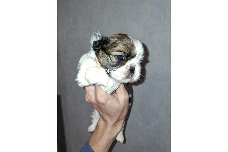 Идеальные чистокровные щенки Ши-Тцу.